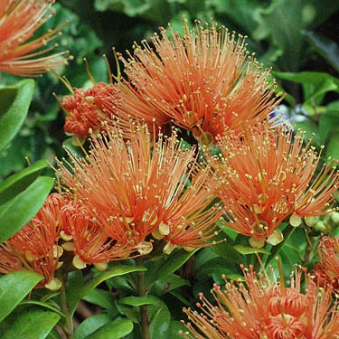 Metrosideros fulgens 'Jaffa' (Scarlet Rātā)