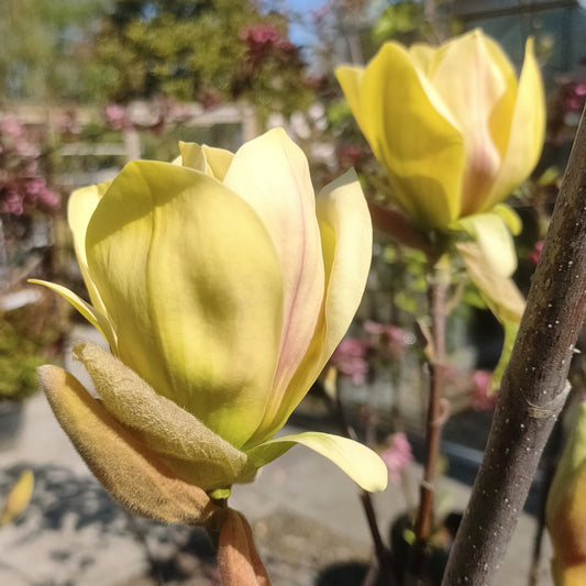 Magnolia 'Hot Flash'