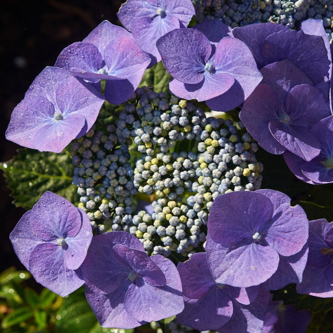 Hydrangea macrophylla 'Blaumeise'