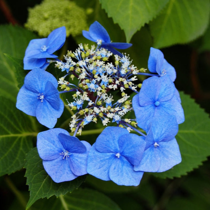 Hydrangea macrophylla 'Blaumeise'