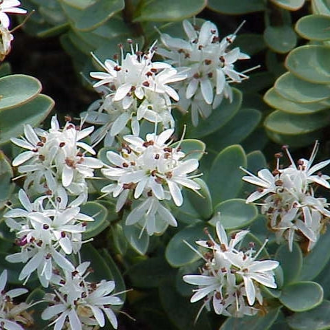 Veronica pinguifolia (Disk-leaved Hebe)