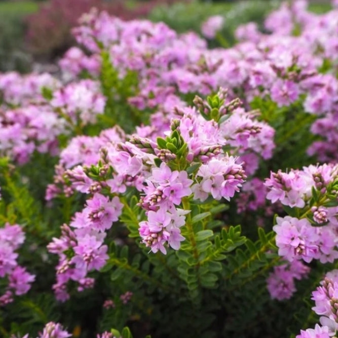 Veronica 'Wiri Cloud' (Hebe)