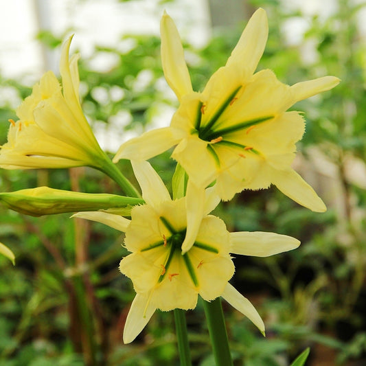 Hymenocallis 'Sulphur Queen' (Peruvian Daffodil)