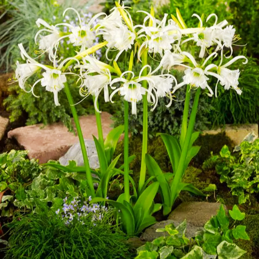 Hymenocallis x festalis (Spider Lily)