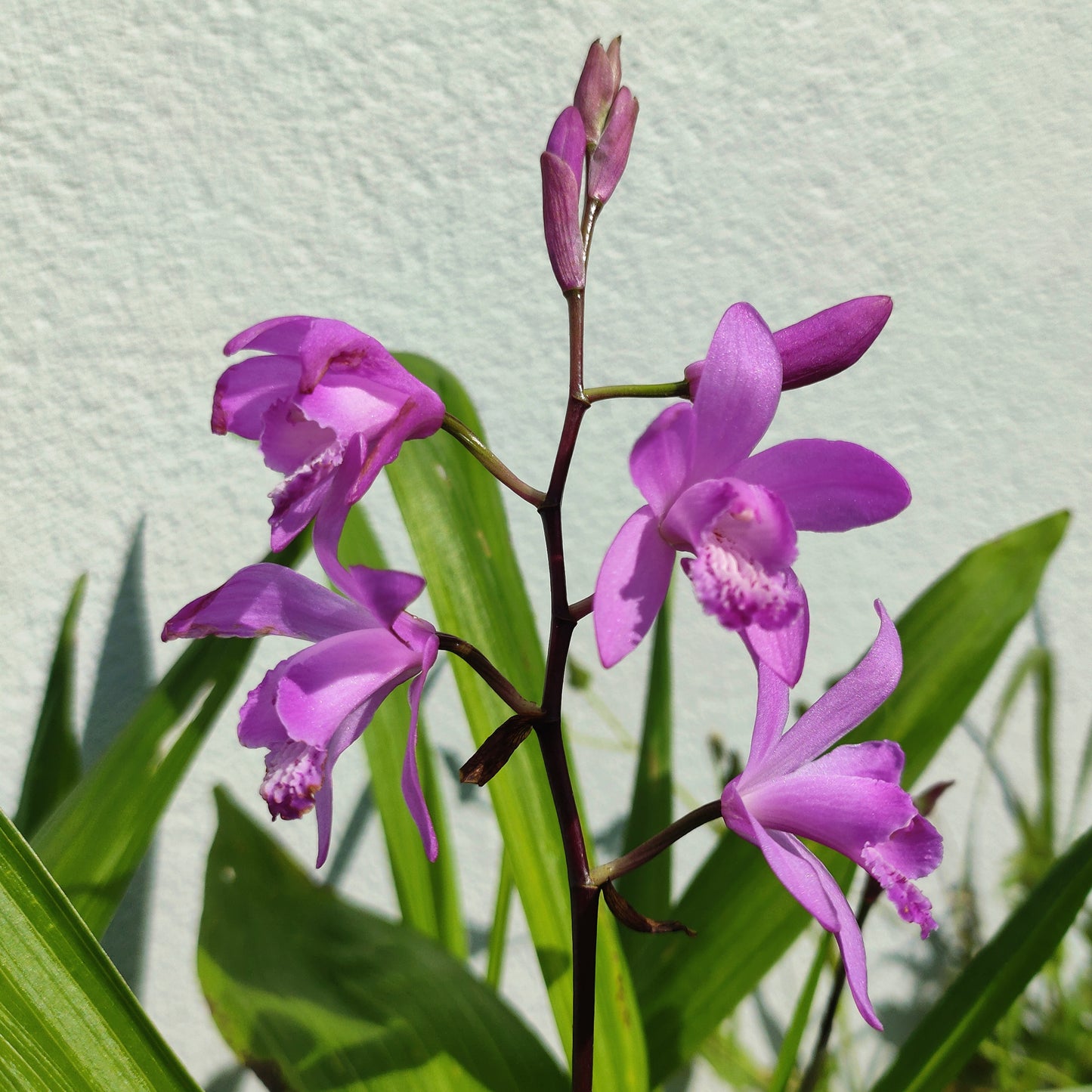 Bletilla striata 'Pink' (Chinese Ground Orchid)