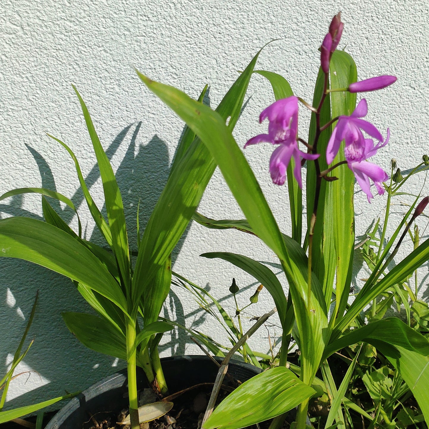 Bletilla striata 'Pink' (Chinese Ground Orchid)