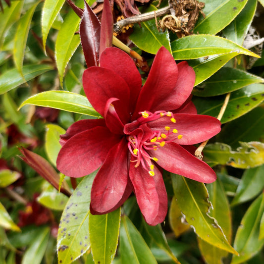 Camellia japonica 'Night Rider'