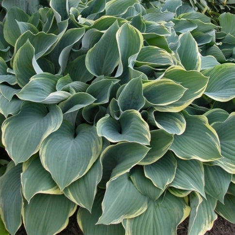 Hosta 'Regal Splendour' (Plantain Lily)