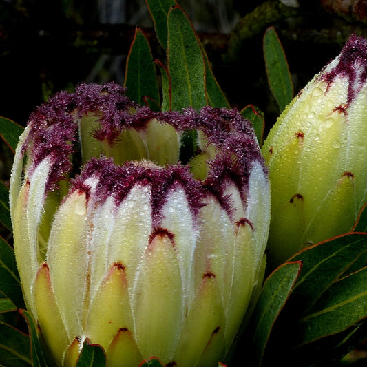 Protea neriifolia 'Alba' (Oleander-leaved Sugarbush)