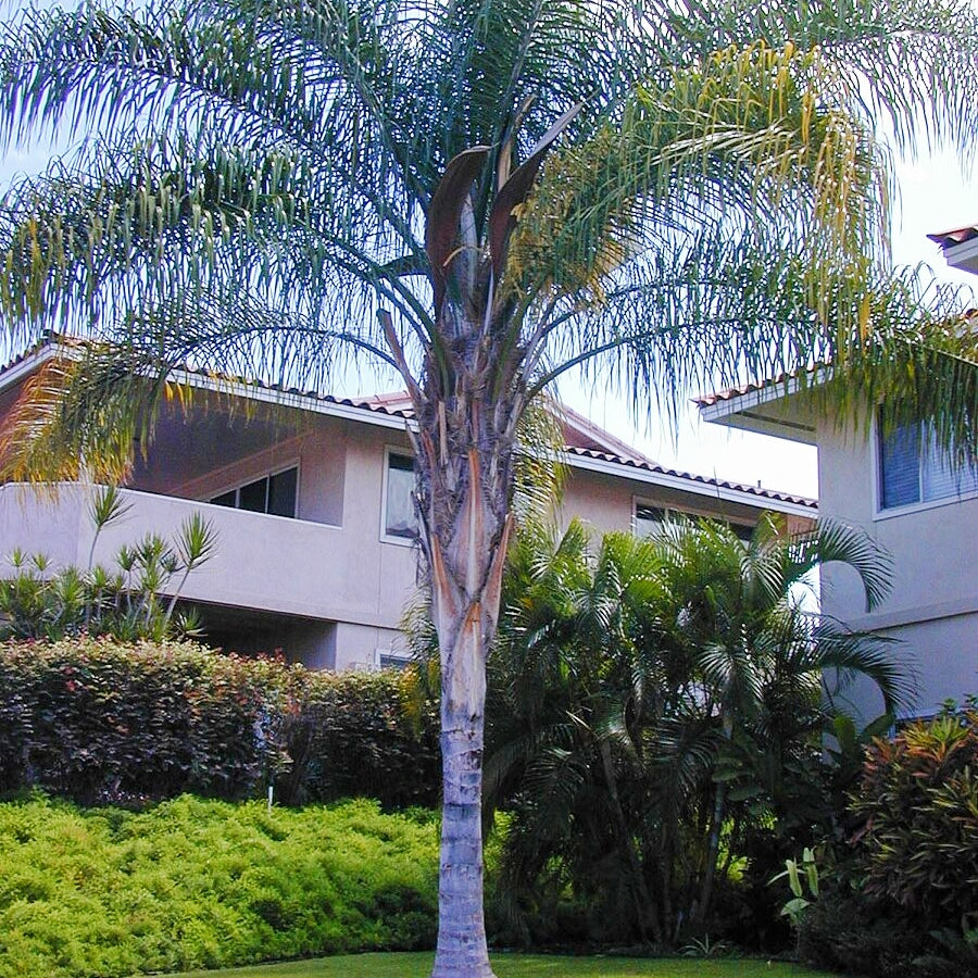 Syagrus romanzoffiana (Queen Palm)