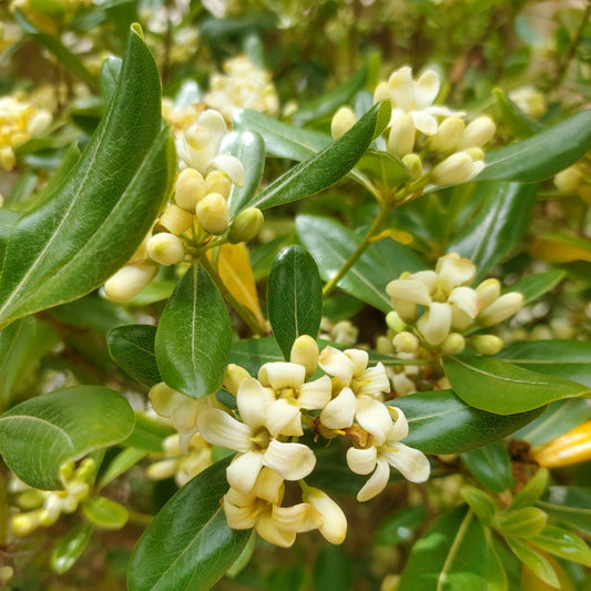 Pittosporum tobira (Mock Orange)