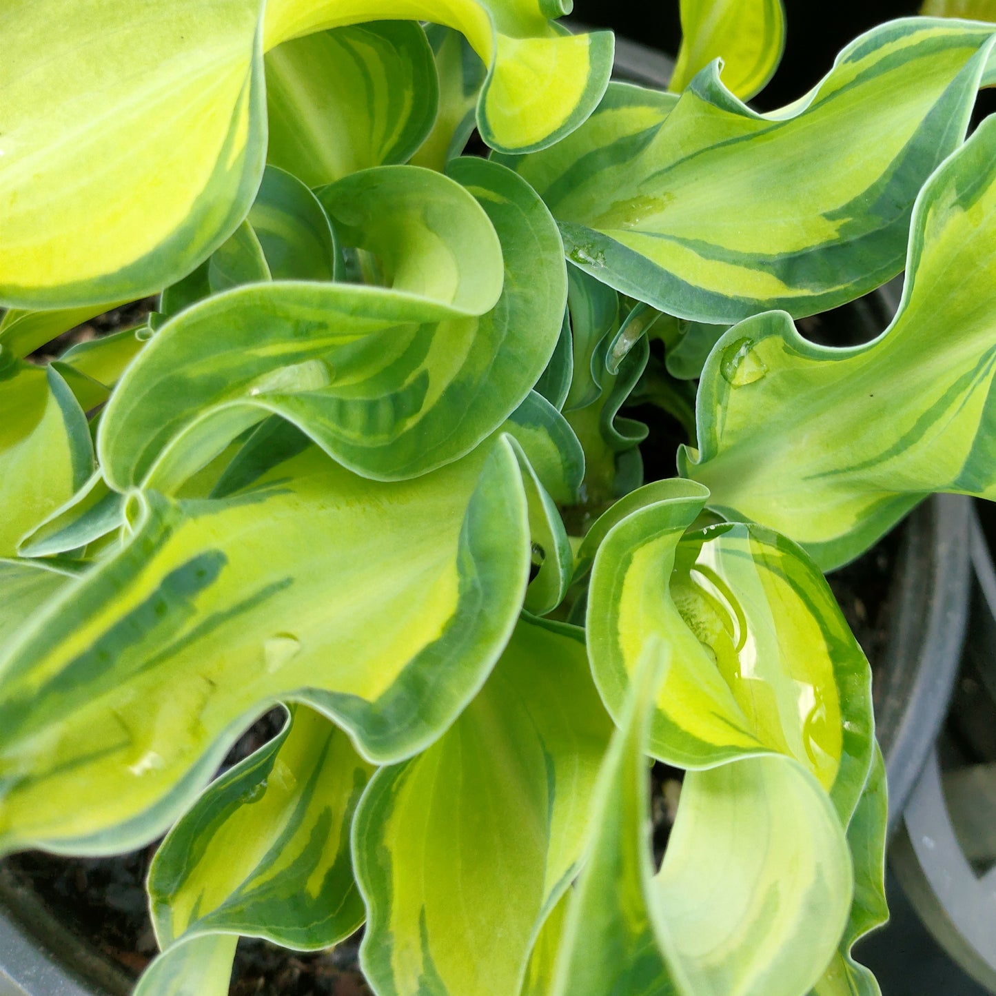 Hosta 'Gravity Rocks' (Plantain Lily)