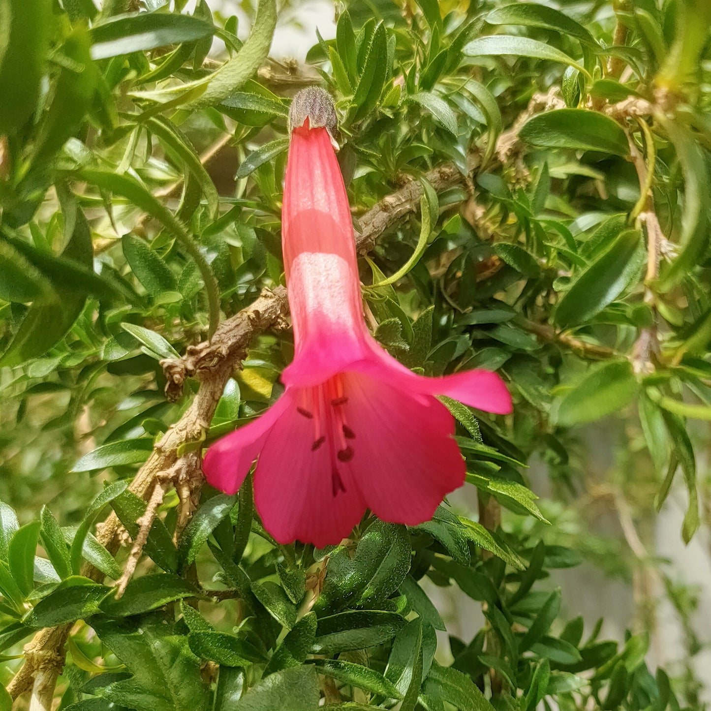 Cantua buxifolia (Flower of the Incas)