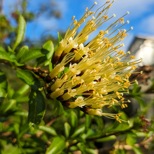 Cantua pyrifolia (Flower of the Incas)