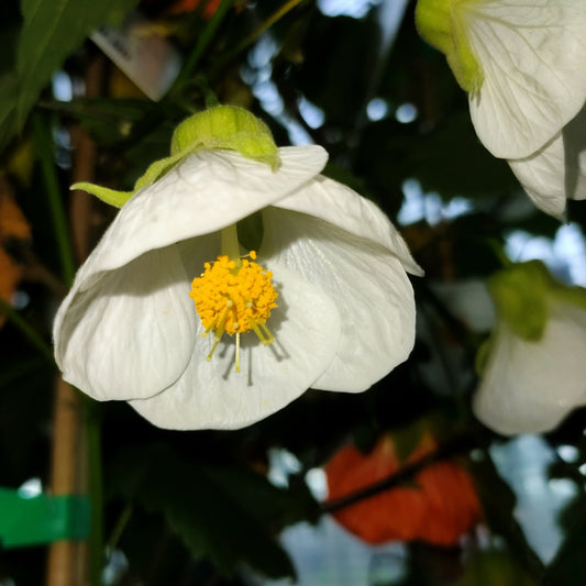 Abutilon x hybridum 'White' (Chinese Lanterns)