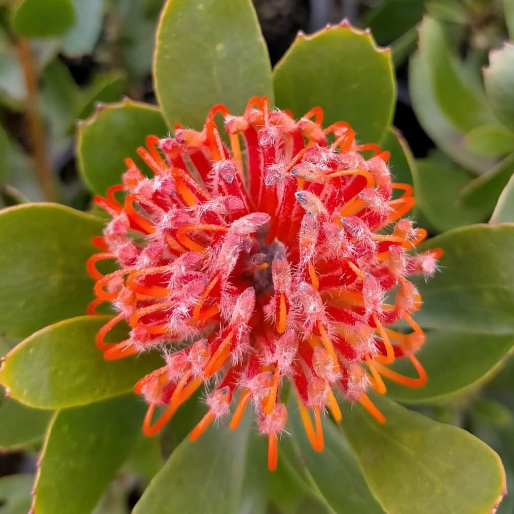 Leucospermum 'Crown Orange' (Pincushion Protea) – Pikirangi Online ...