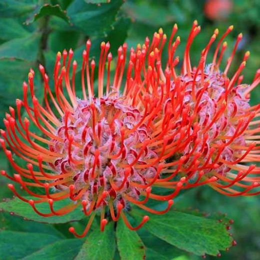 Leucospermum 'Lani' (Pincushion Protea)