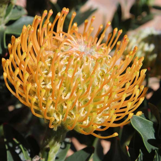 Leucospermum 'Ayoba Sun' (Pincushion Protea)