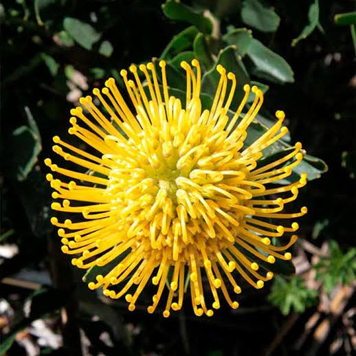 Leucospermum cunieforme 'Golden Glow' (Pincushion Protea)