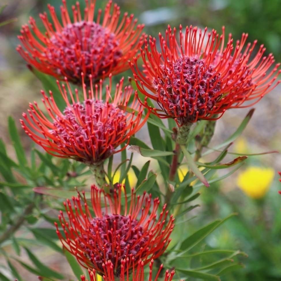 Leucospermum 'Preciosa' (Pincushion Protea)