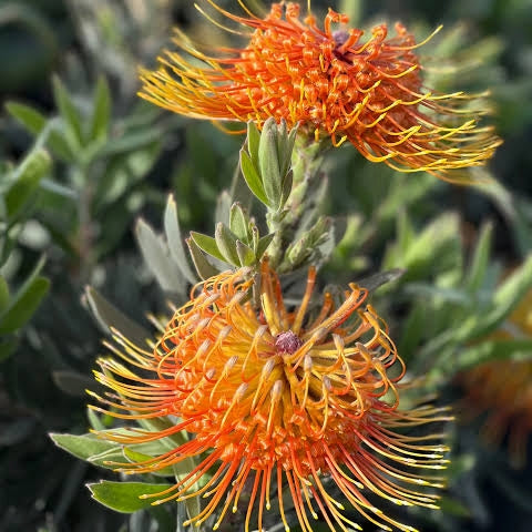 Leucospermum 'Brandi' (Pincushion Protea)