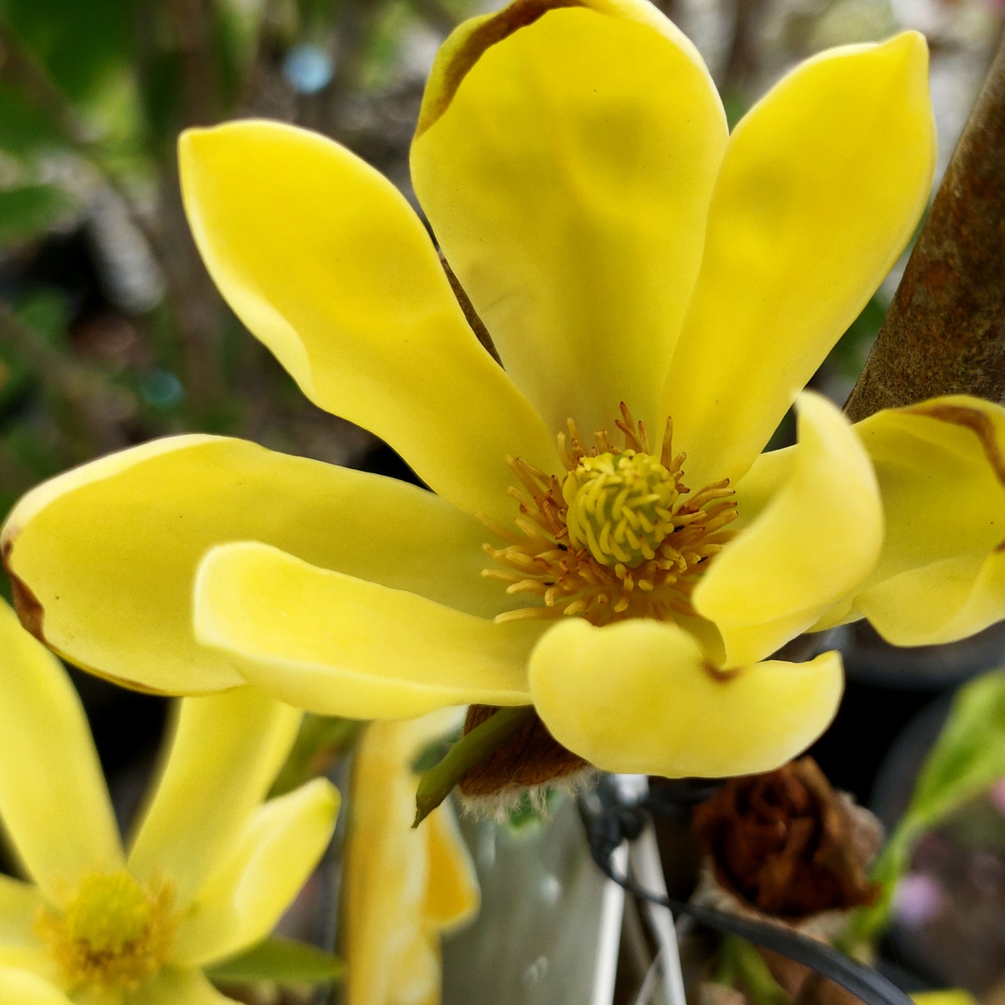 Magnolia ‘Koban Dori’