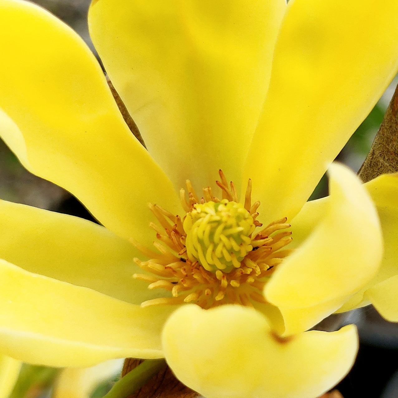 Magnolia ‘Koban Dori’