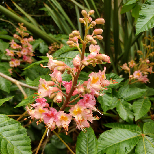 Aesculus × carnea (Red Horse-Chestnut)