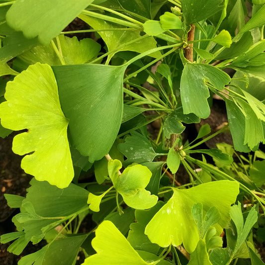 Ginkgo biloba 'Saratoga' (Maidenhair Tree) ♂