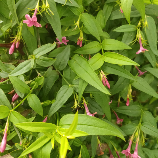 Jasminum beesianum (Red Jasmine)