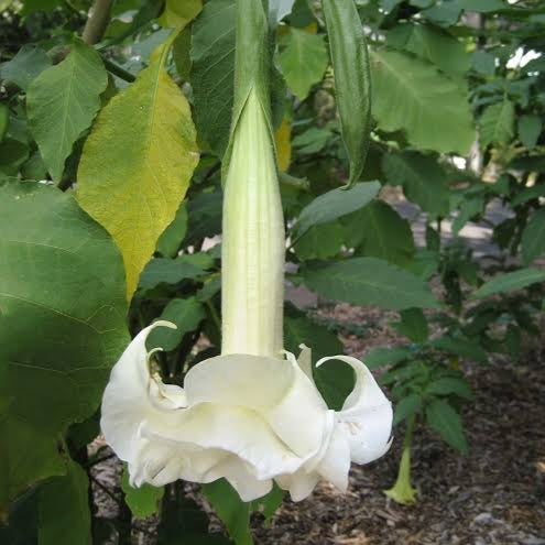 Brugmansia x candida 'Double White' (Angel's Trumpet)