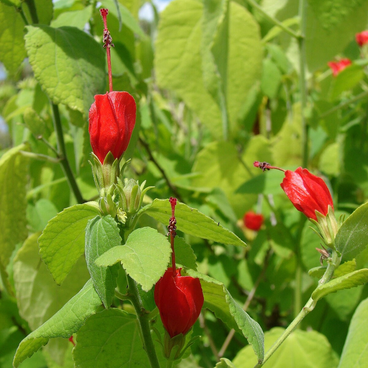 Malvaviscus arboreus (Wax Mallow, Turk's Cap)