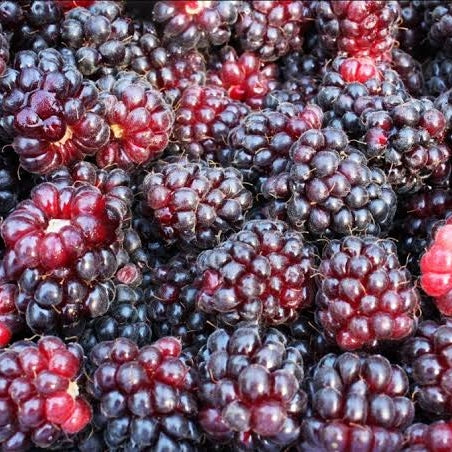 Rubus 'Mapua' (Boysenberry)