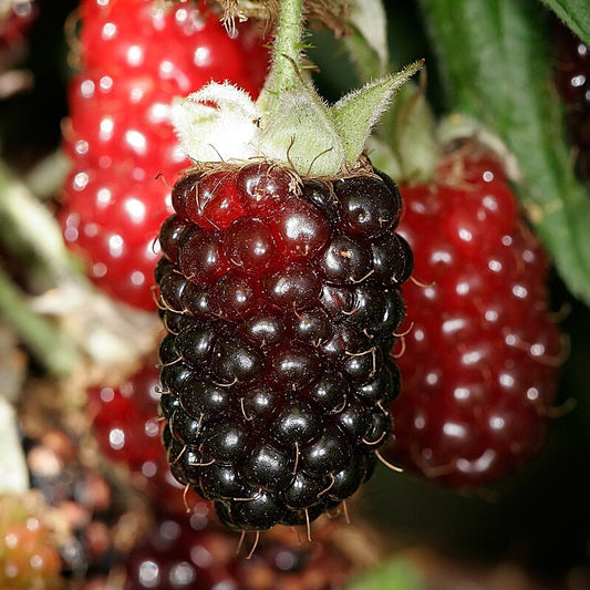 Rubus 'Tasman' (Boysenberry)