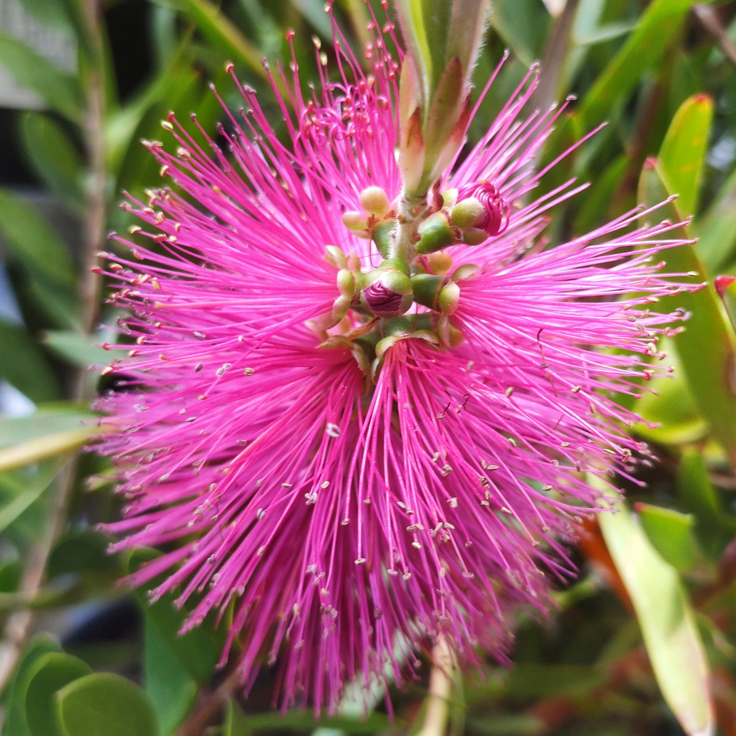 Callistemon 'Hot Pink'