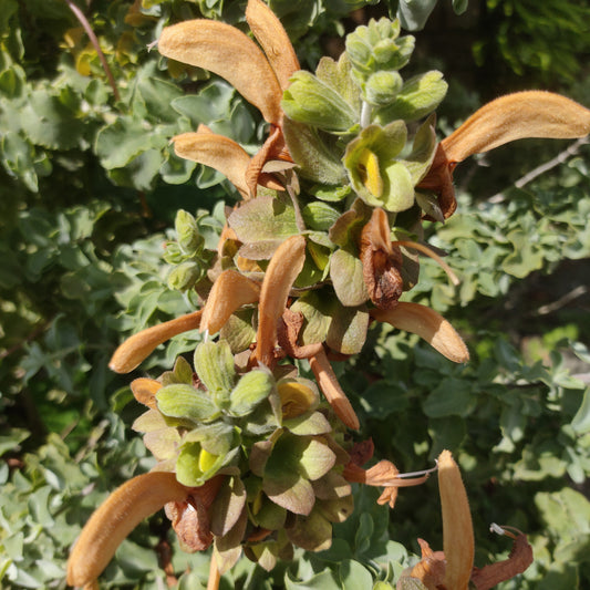 Salvia aurea (Golden Salvia)