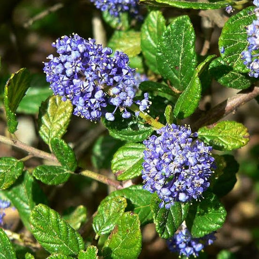 Ceanothus griseus var. horizontalis ‘Yankee Point’ (Californian Lilac)