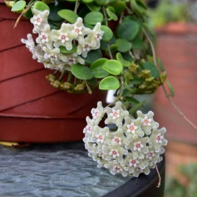 Hoya serpens (Porcelain Flower)