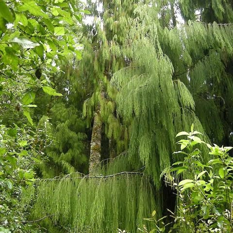 Dacrydium cupressinum (Rimu)