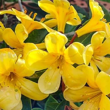 Rhododendron 'Butterscotch' (Vireya)