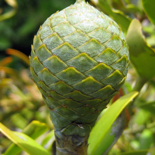 Agathis australis (Kauri)