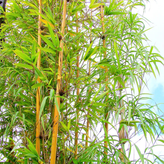 Bambusa textilis (Clumping Bamboo)