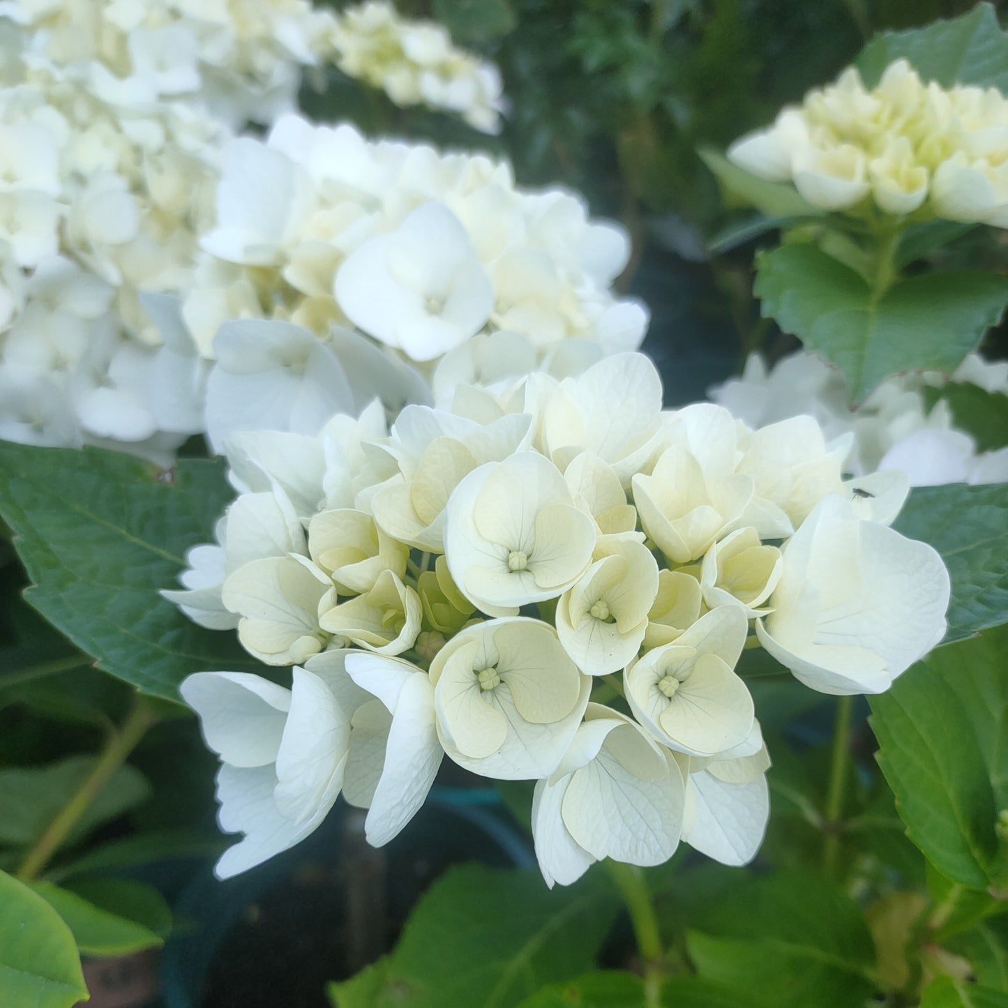 Hydrangea macrophylla 'Bridal Bouquet'