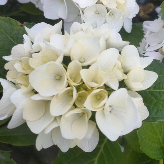 Hydrangea macrophylla 'Bridal Bouquet'