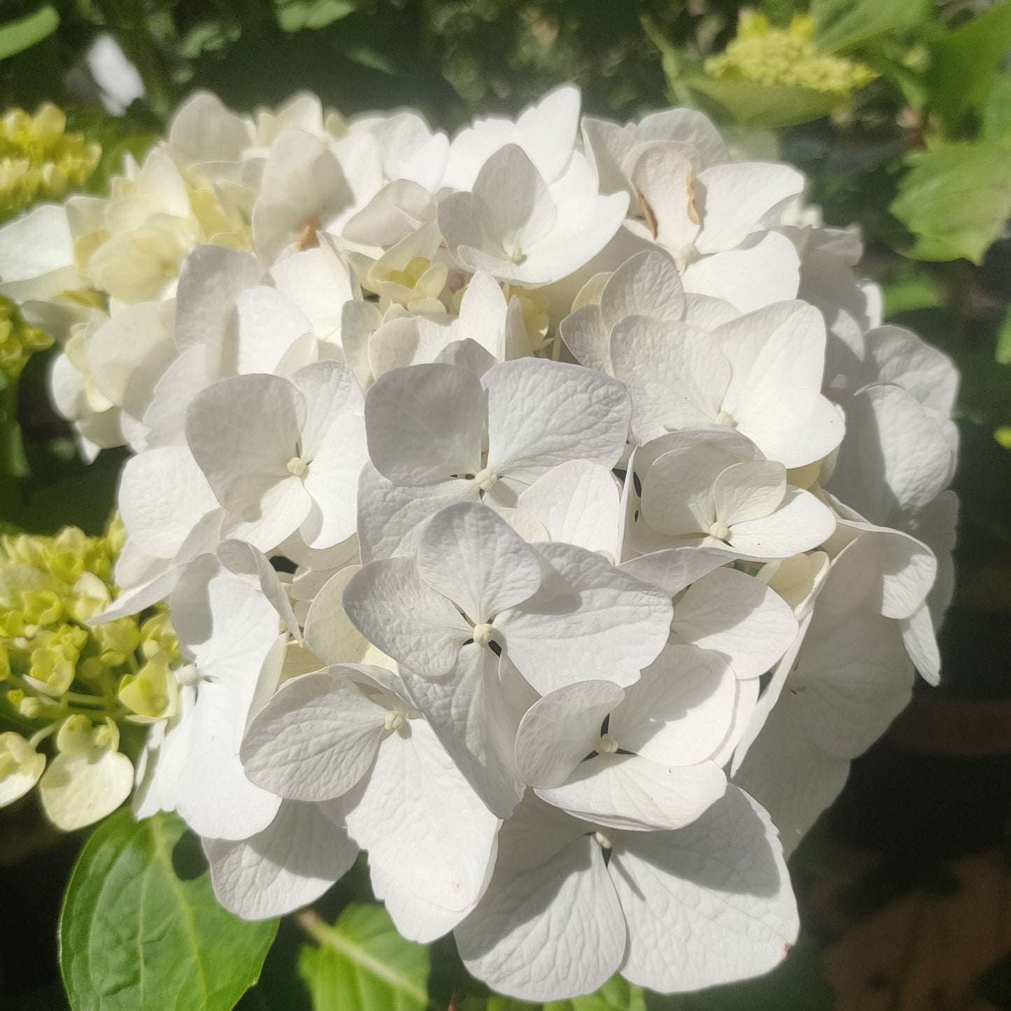 Hydrangea macrophylla 'Bridal Bouquet'