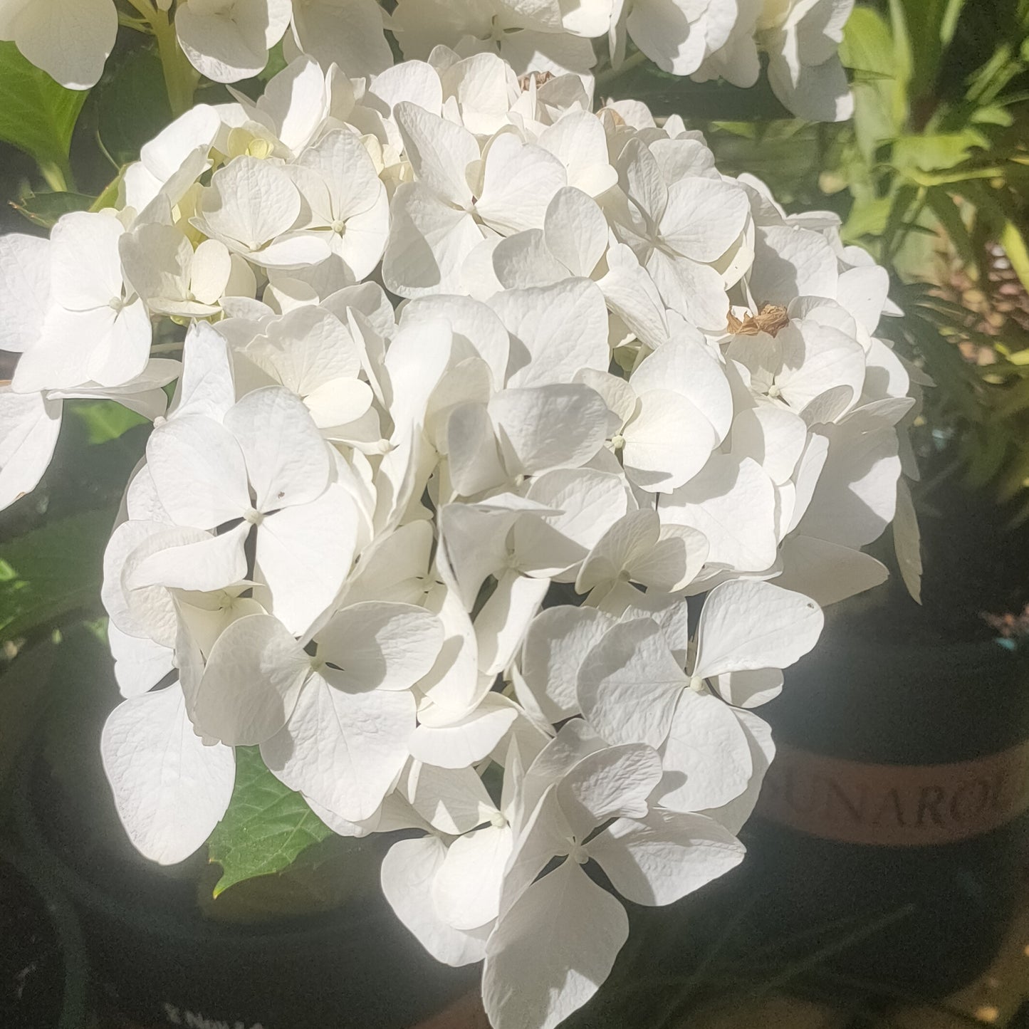 Hydrangea macrophylla 'Bridal Bouquet'