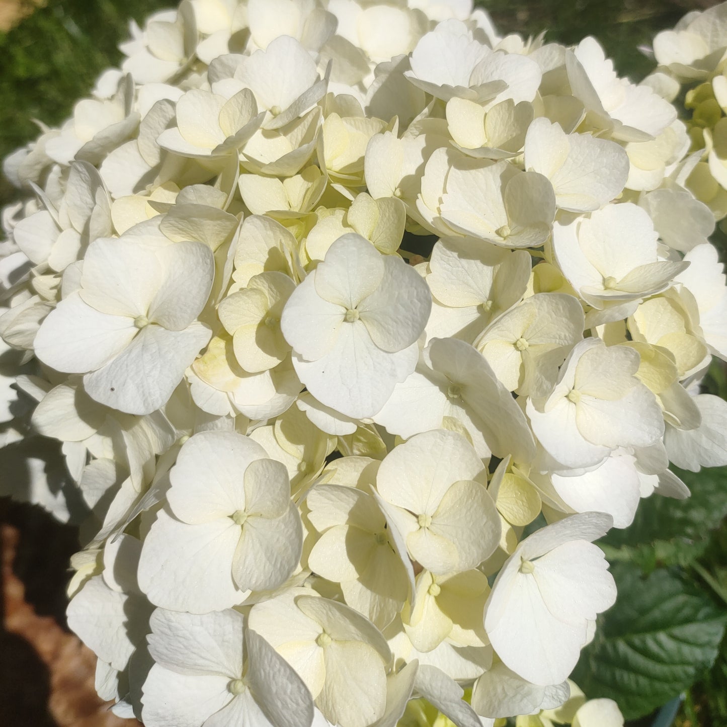 Hydrangea macrophylla 'Princess Juliana'