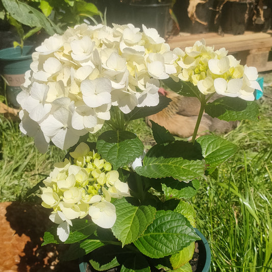 Hydrangea macrophylla 'Princess Juliana'