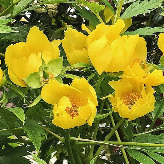 Paeonia ludlowii (Tibetan Tree Peony)