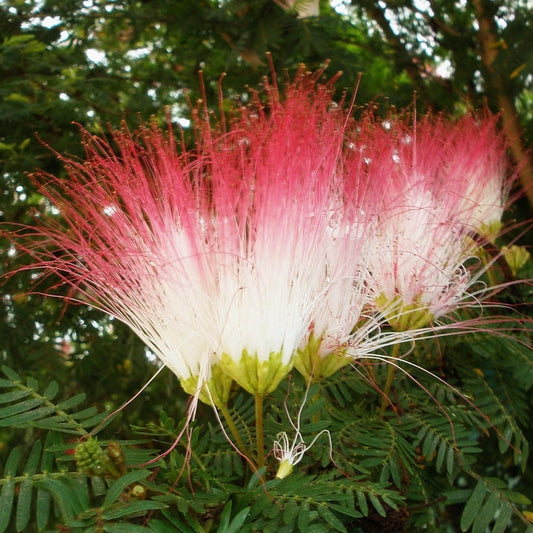 Calliandra 'Blushing Pixie' (Powder Puff)